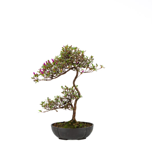 Rhododendron indicum (satsuki azalea), hoogte ~42 cm
