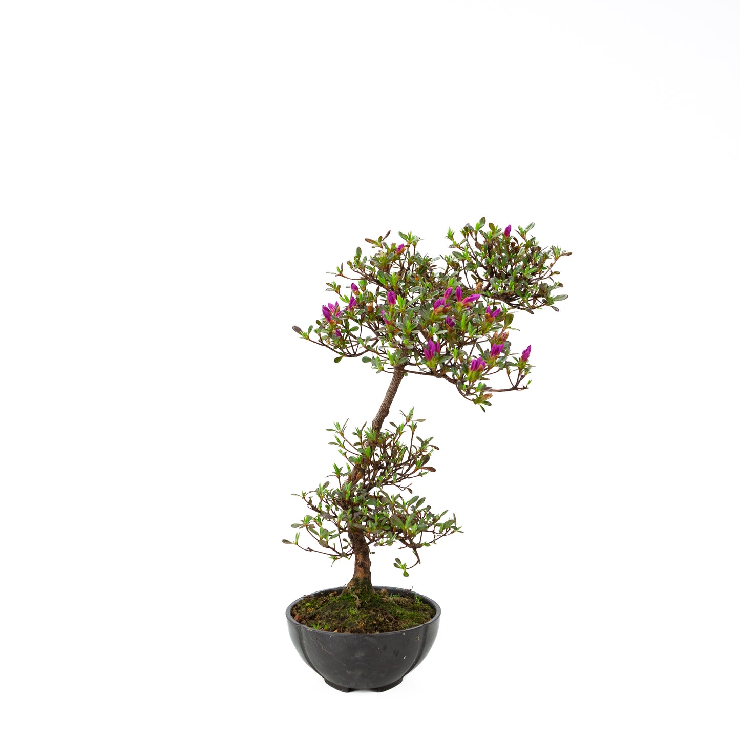 Rhododendron indicum (satsuki azalea), hoogte ~42 cm