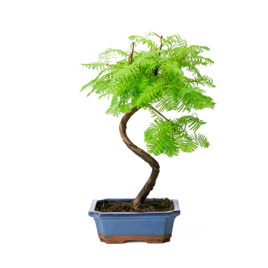 Metasequoia glyptostroboides pot 19cm, hoogte ~40cm