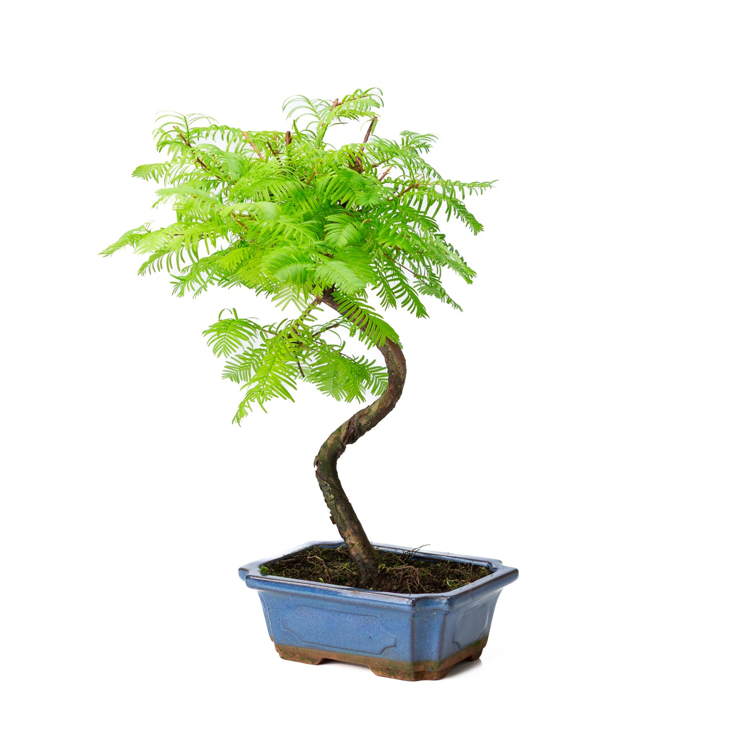 Metasequoia glyptostroboides pot 19cm, hoogte ~40cm