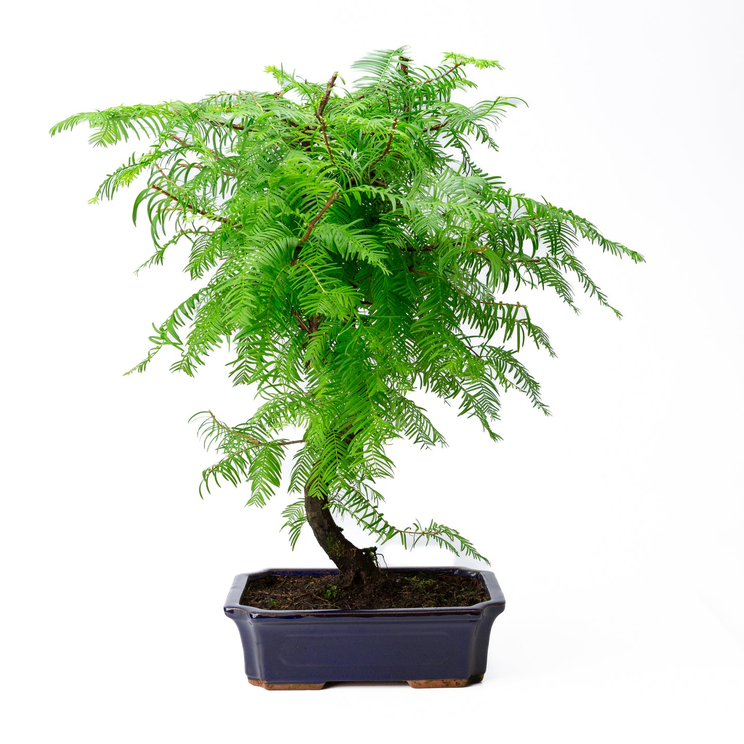 Metasequoia glyptostroboides pot 24cm, hoogte ~53cm