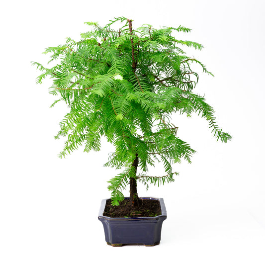 Metasequoia glyptostroboides pot 24cm, hoogte ~53cm