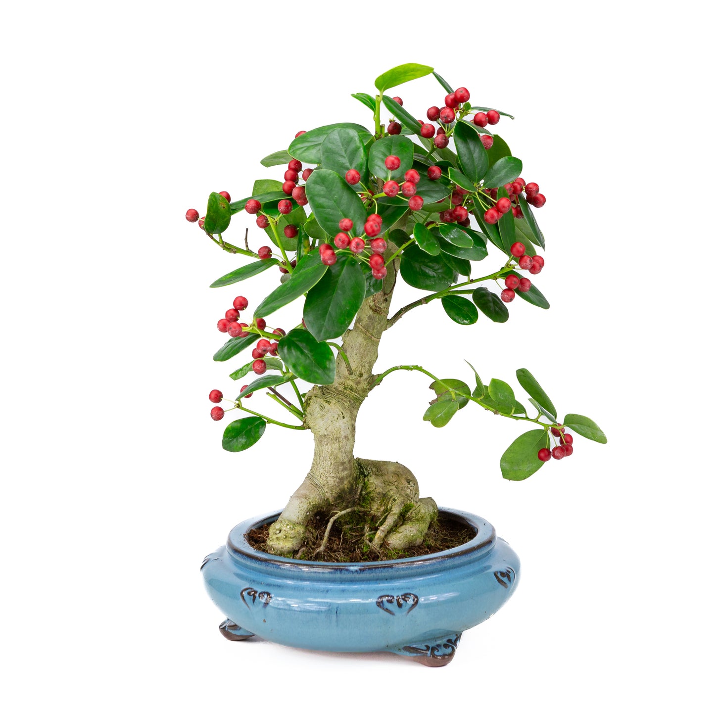 Ilex fortunei blauwe ronde pot 23cm, hoogte ~37cm