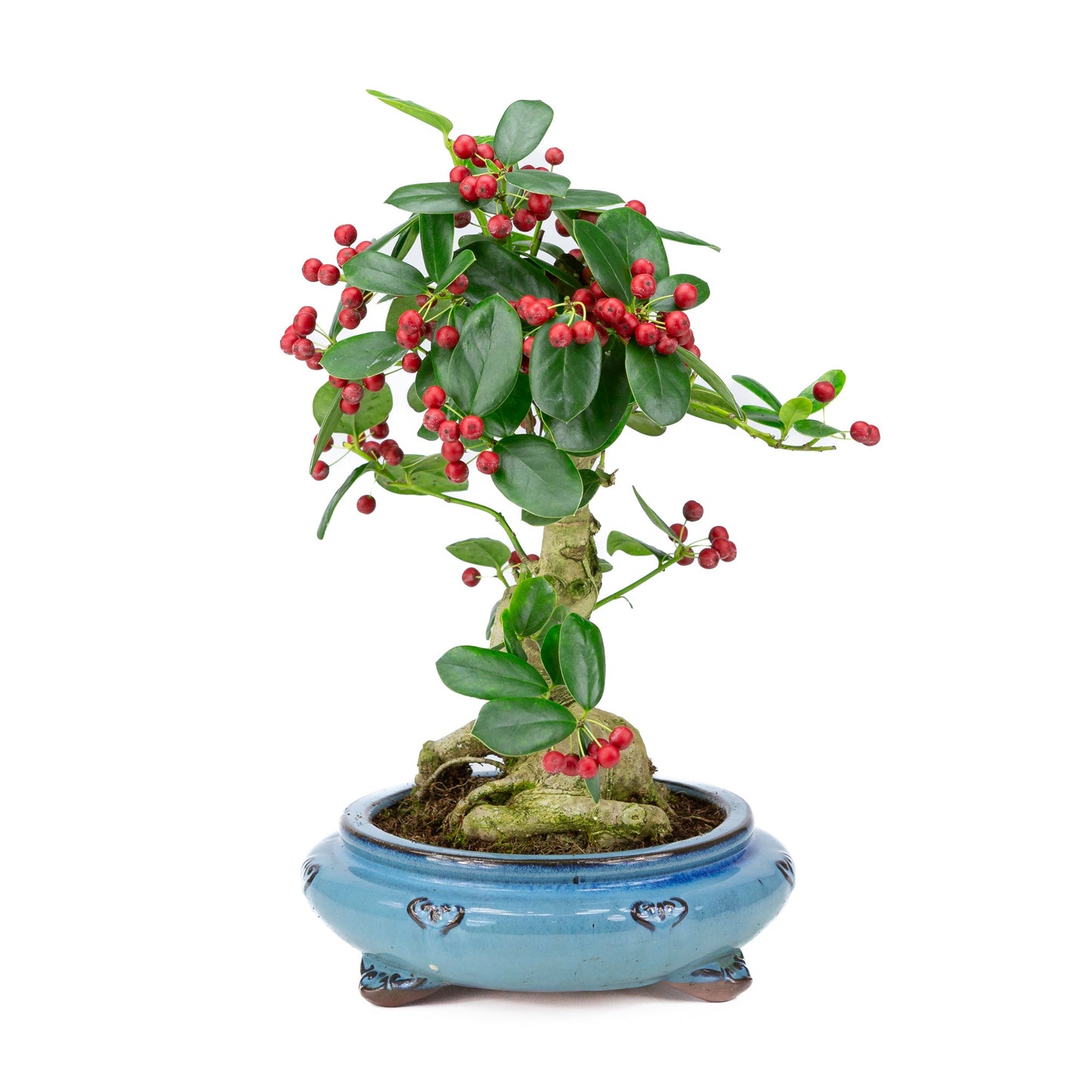 Ilex fortunei blauwe ronde pot 23cm, hoogte ~37cm