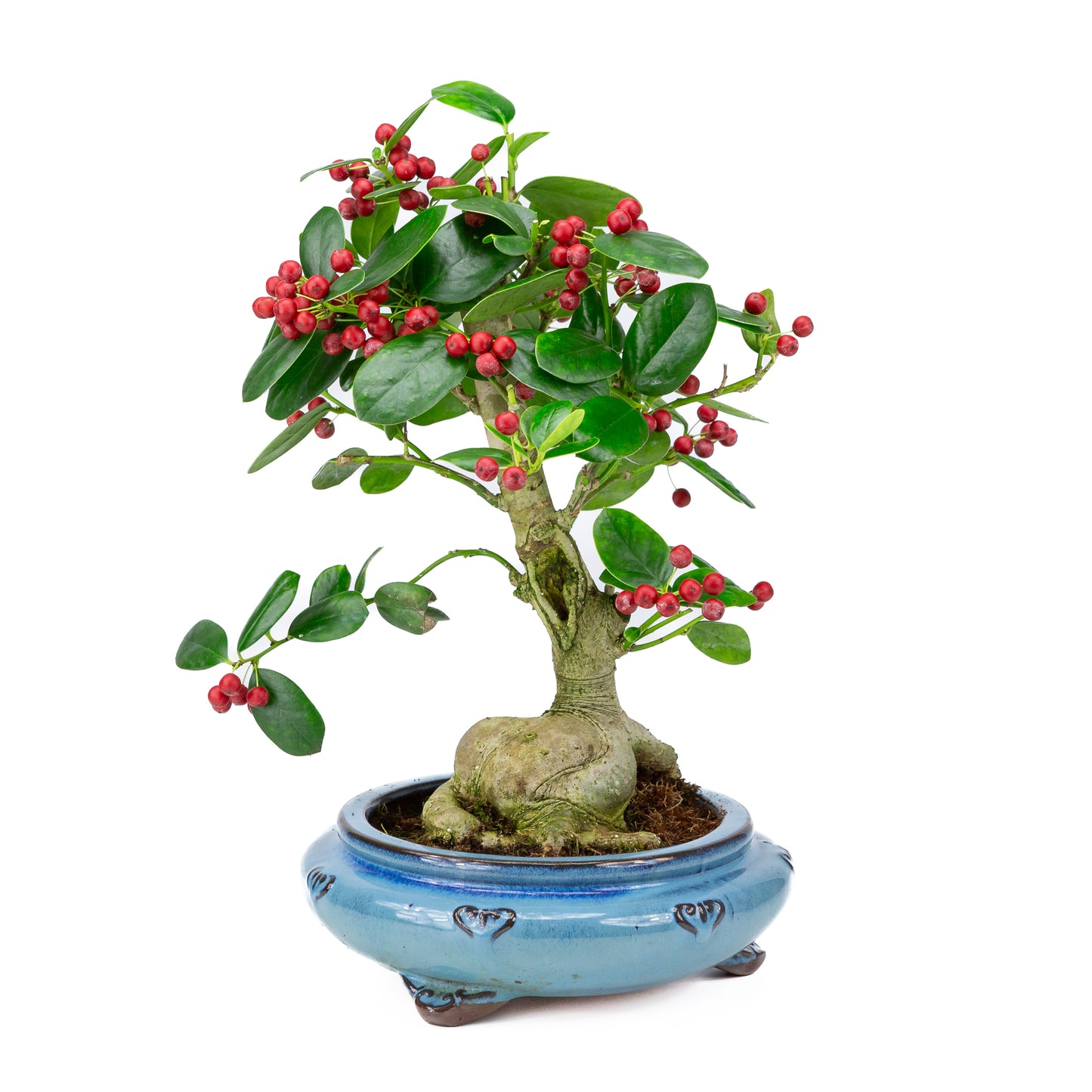 Ilex fortunei blauwe ronde pot 23cm, hoogte ~37cm