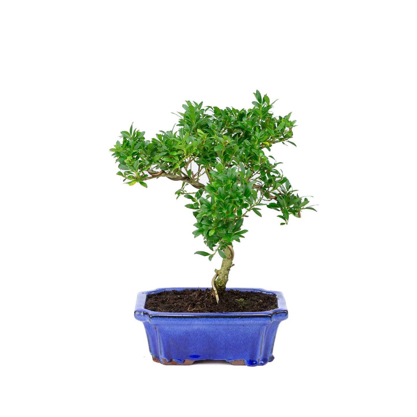 Ilex crenata blauwe pot 20cm, hoogte ~36cm
