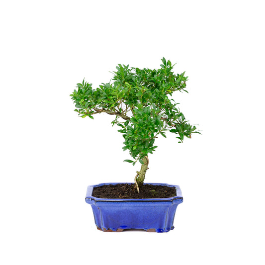 Ilex crenata blauwe pot 20cm, hoogte ~36cm