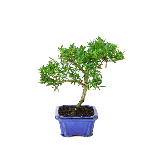 Ilex crenata blauwe pot 20cm, hoogte ~36cm