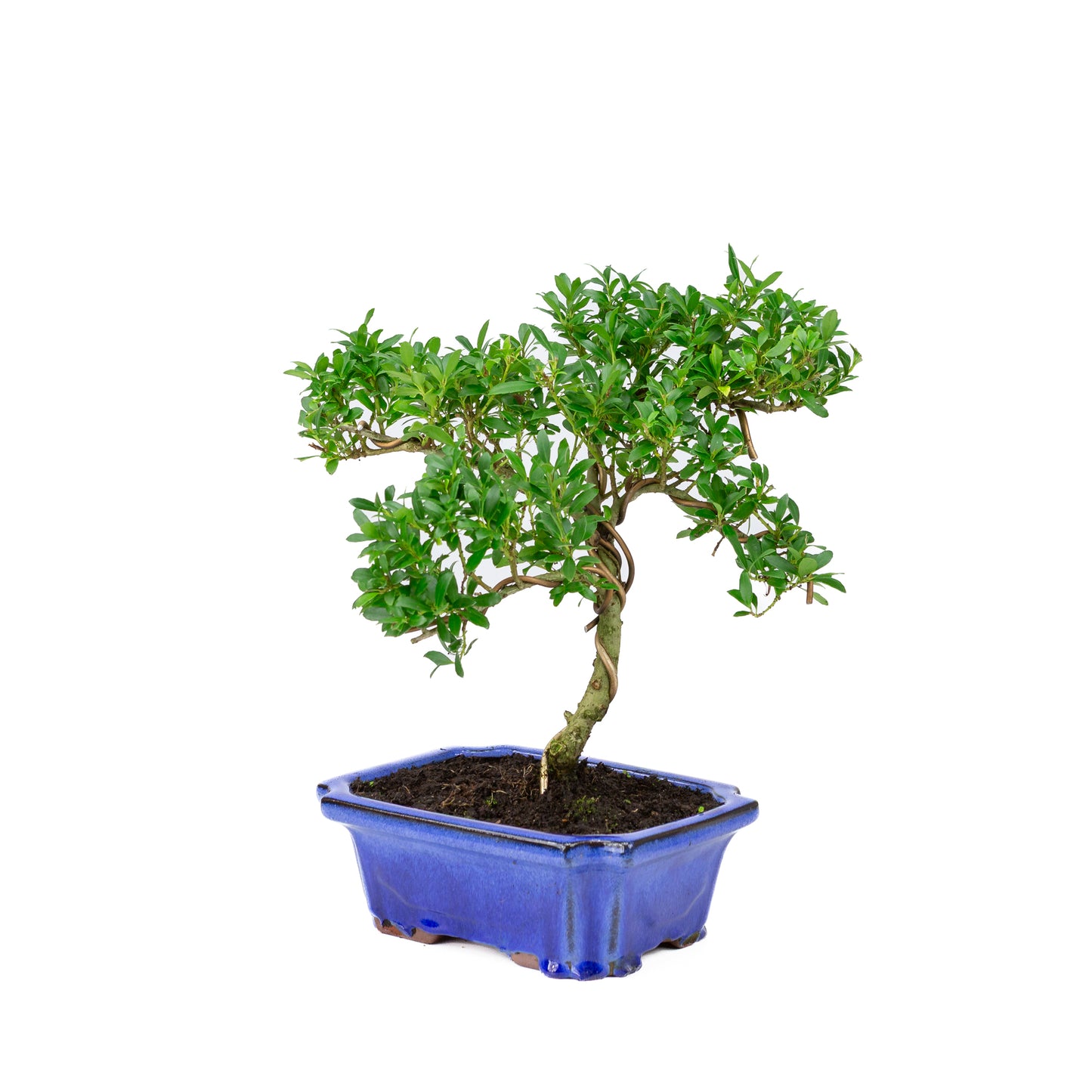 Ilex crenata blauwe pot 20cm, hoogte ~36cm