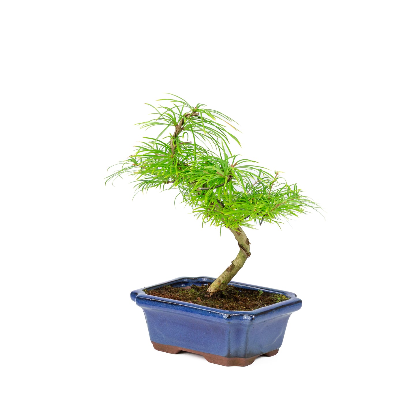 Pseudolarix amabilis in blauwe pot 20cm, hoogte ~40cm