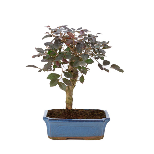 Loropetalum rubra Bonsai in blauwe pot 24cm, hoogte ~40cm