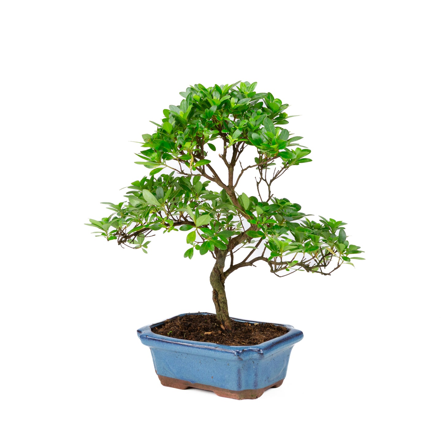 Rhododendron indicum S-vorm blauwe pot 18cm, hoogte ~36cm