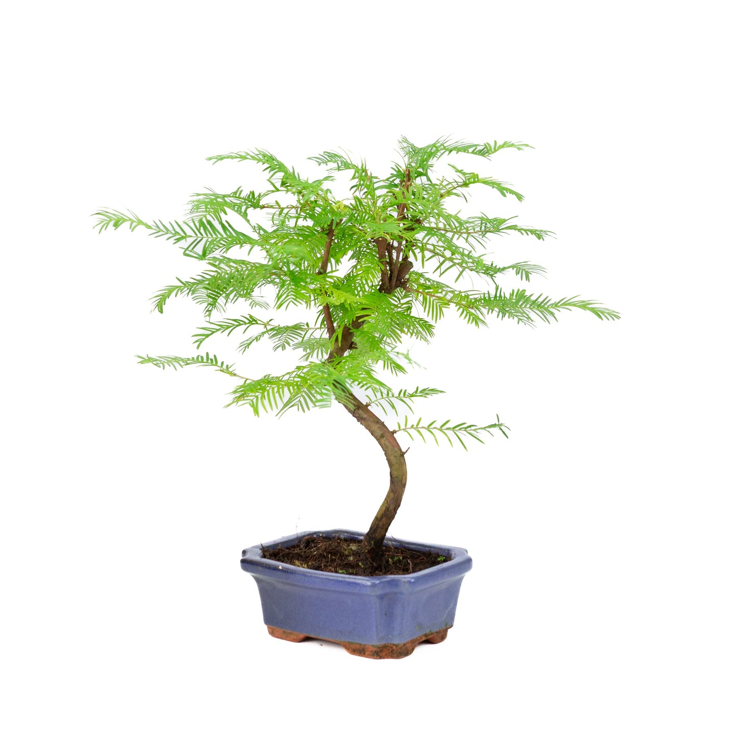 Metasequoia glyptostroboides pot 15cm, hoogte ~35cm