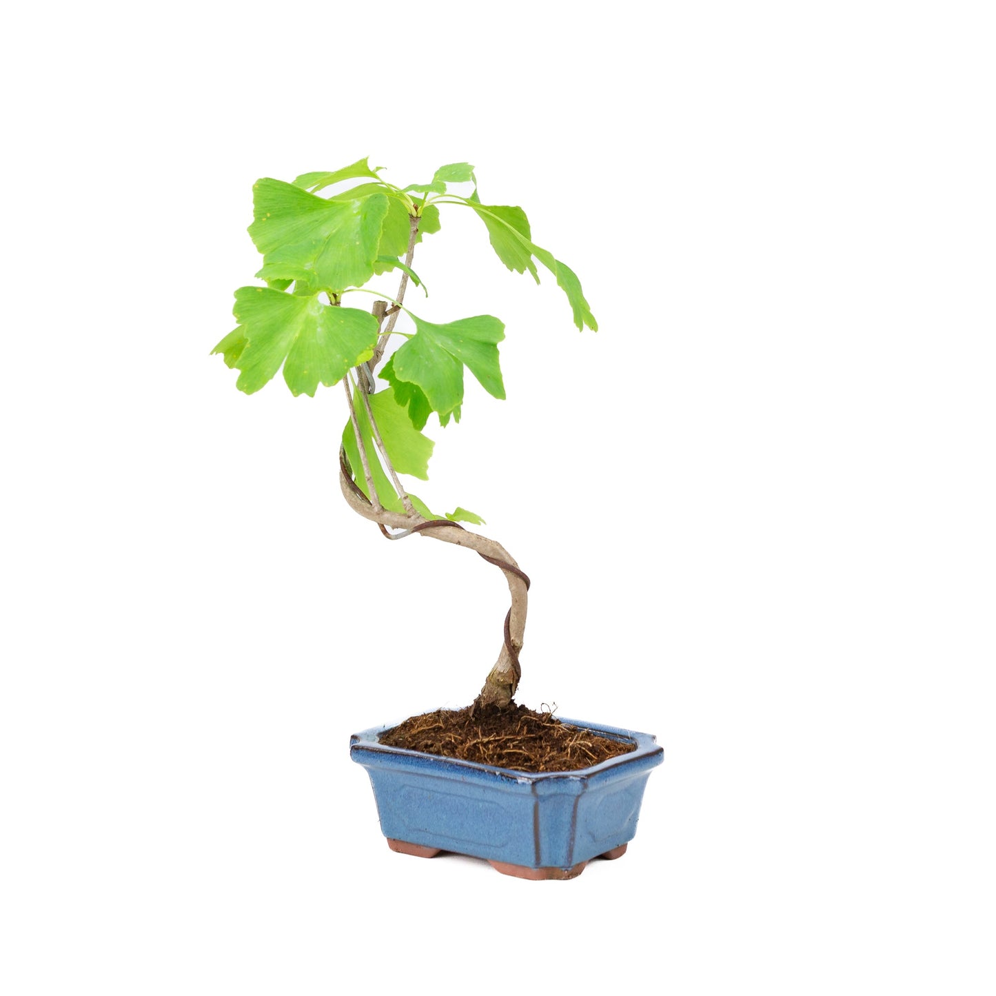 Ginkgo biloba blauwe rechthoekige pot 15cm, hoogte ~32cm