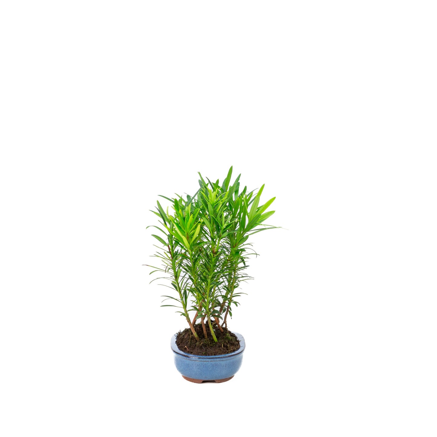 Podocarpus macrophylla groep ovale pot 15cm, hoogte ~25cm