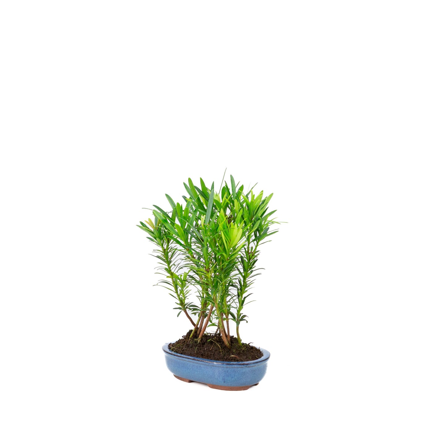 Podocarpus macrophylla groep ovale pot 15cm, hoogte ~25cm
