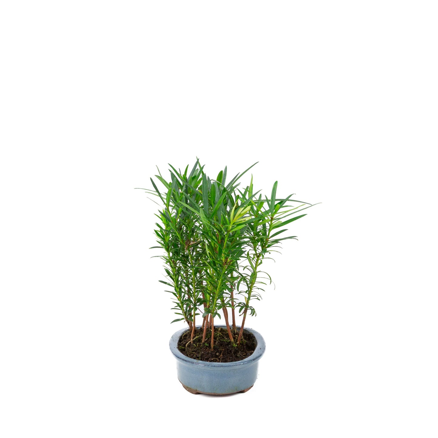 Podocarpus macrophylla groep ovale pot 20cm, hoogte ~35cm
