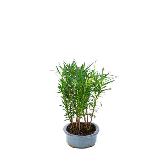 Podocarpus macrophylla groep ovale pot 20cm, hoogte ~35cm