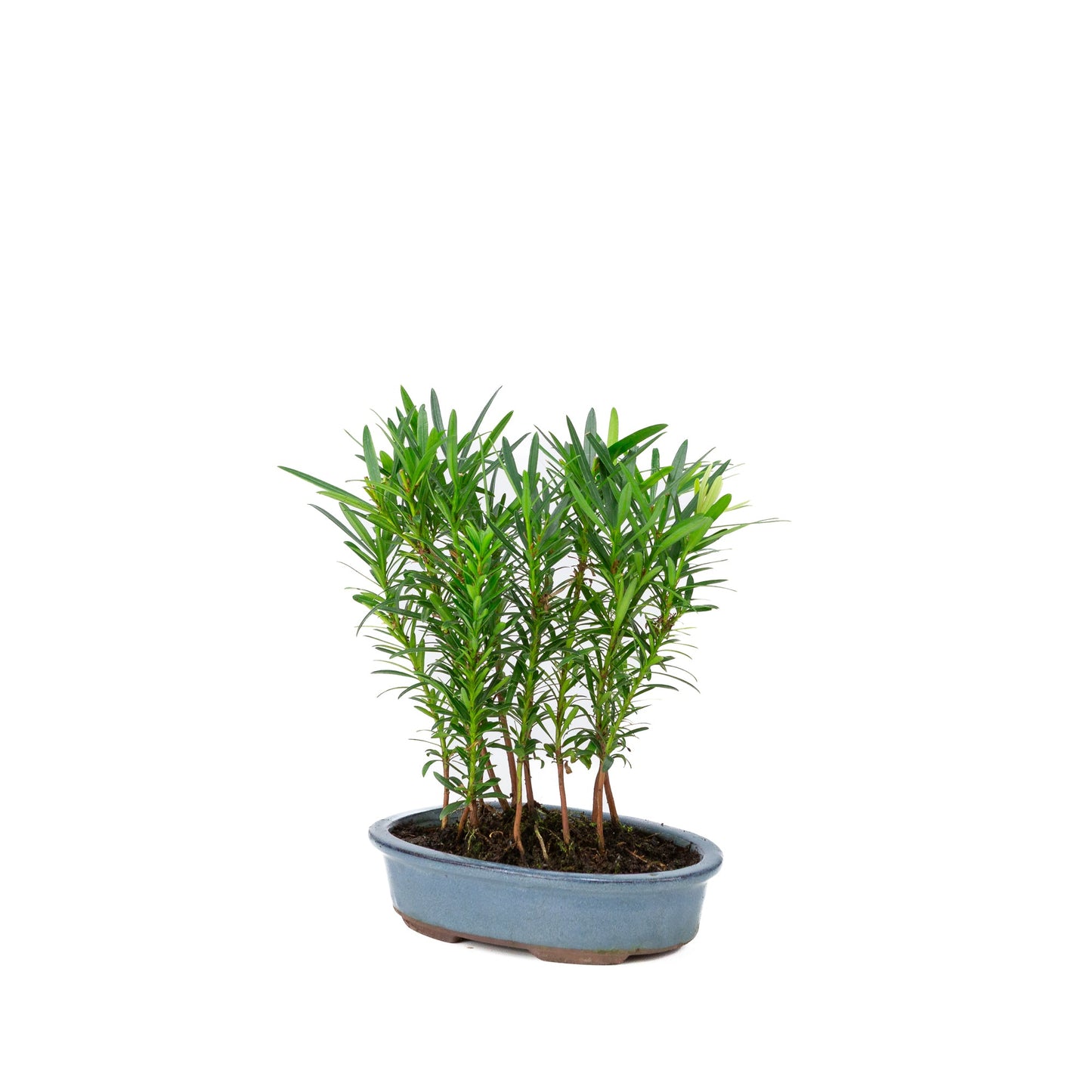 Podocarpus macrophylla groep ovale pot 20cm, hoogte ~35cm