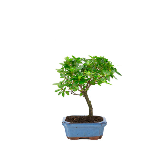 Rhododendron indicum bezem vorm blauwe pot 15cm, hoogte ~27cm