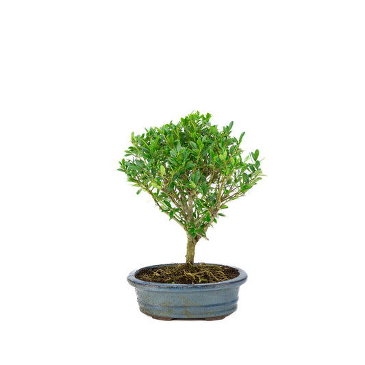 Ilex crenata Bonsai in blauwe pot 18cm, hoogte ~25cm