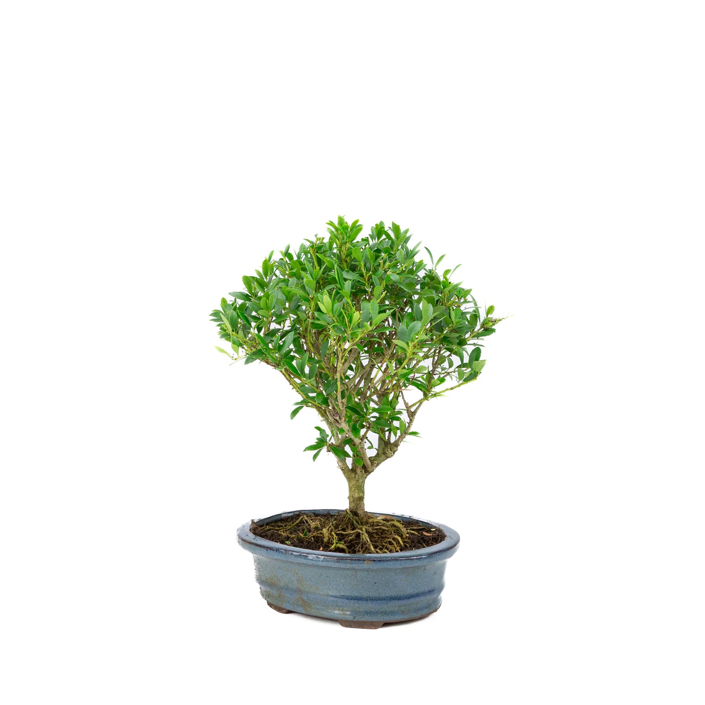 Ilex crenata Bonsai in blauwe pot 18cm, hoogte ~25cm