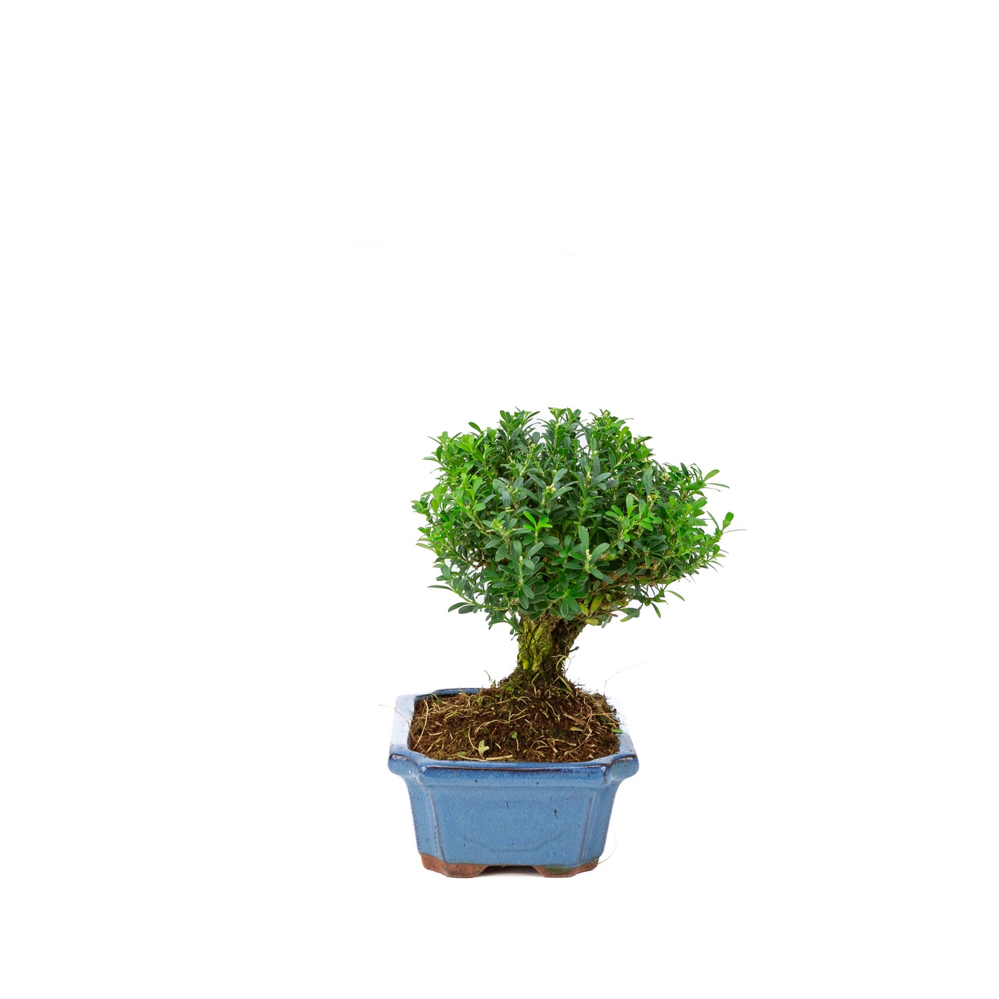 Buxus harlandii bezem vorm blauwe pot 19cm, hoogte ~25cm
