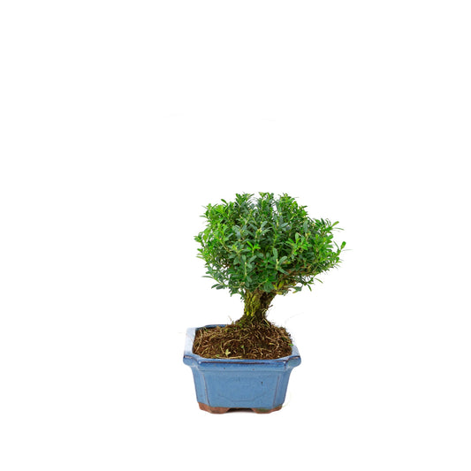 Buxus harlandii bezem vorm blauwe pot 19cm, hoogte ~25cm