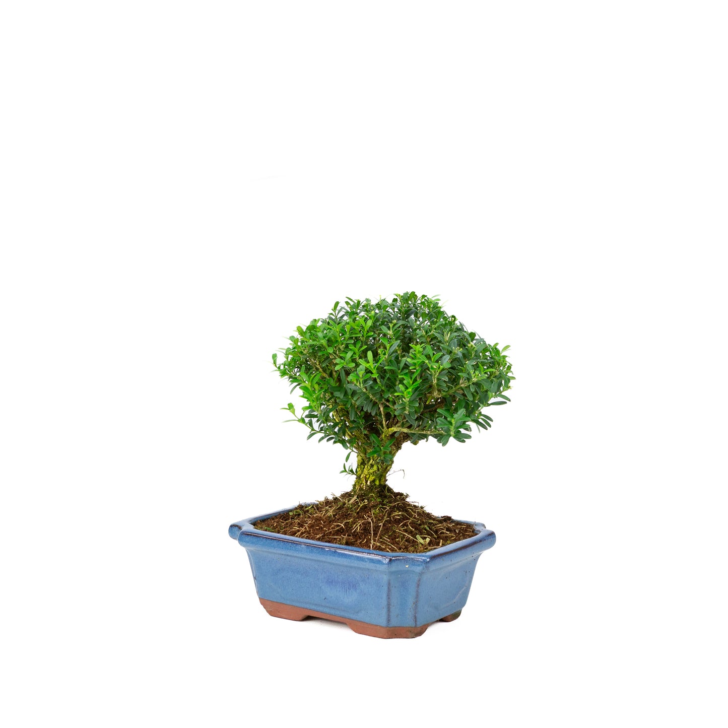 Buxus harlandii bezem vorm blauwe pot 19cm, hoogte ~25cm