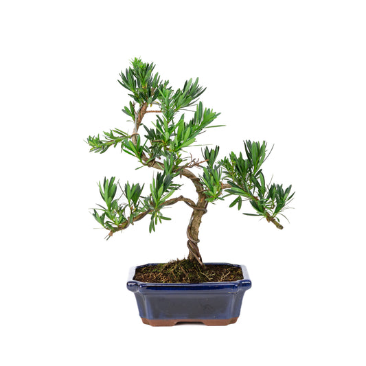 Podocarpus macrophylla blauwe pot 19cm, hoogte ~40cm