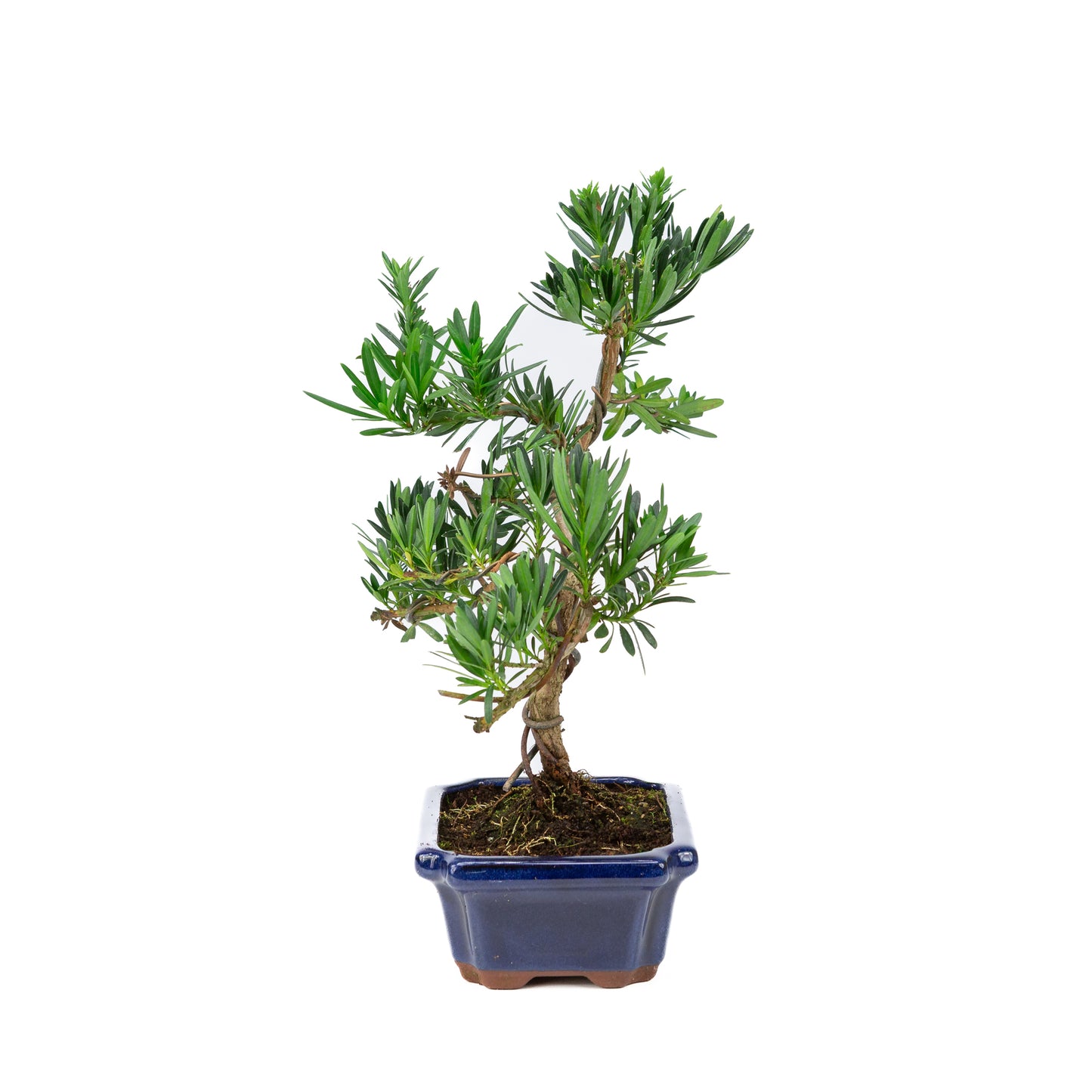 Podocarpus macrophylla blauwe pot 19cm, hoogte ~40cm