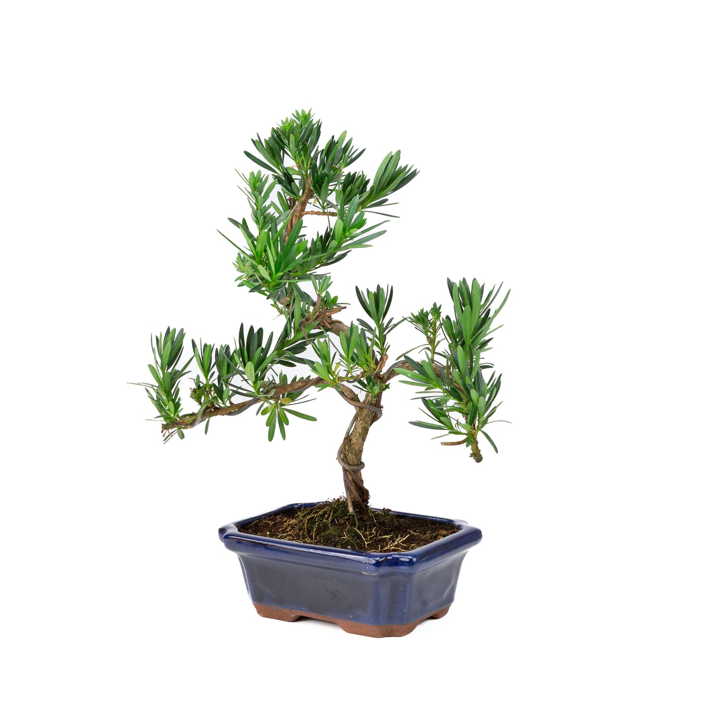 Podocarpus macrophylla blauwe pot 19cm, hoogte ~40cm