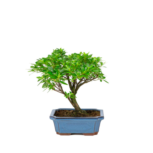 Rhododendron indicum bezem vorm blauwe pot 18cm, hoogte ~36cm