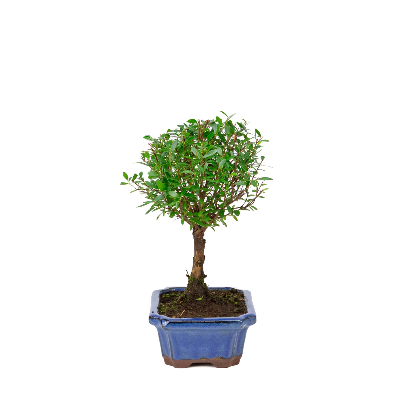 Syzygium buxifolium blauwe pot 19cm, hoogte ~30cm