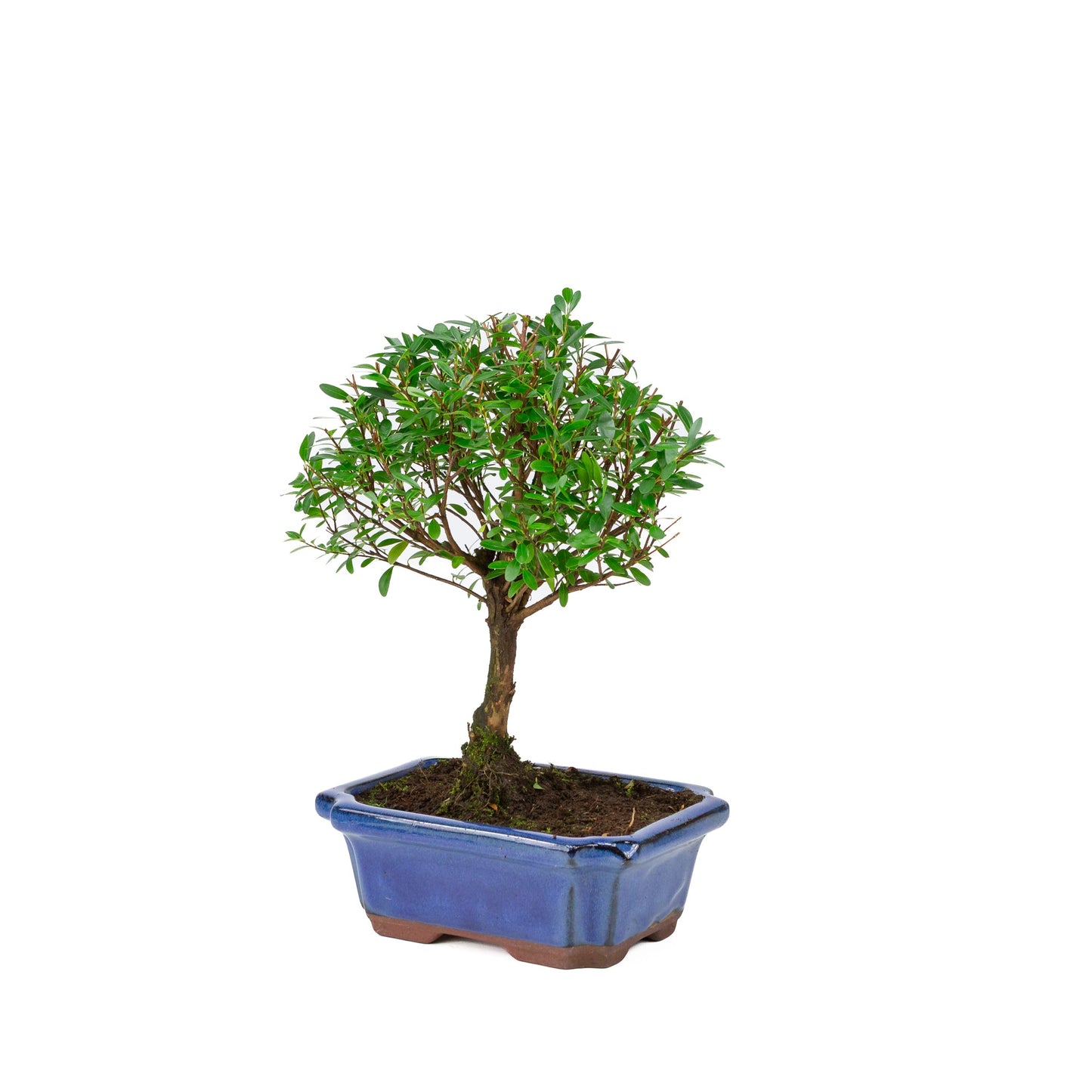 Syzygium buxifolium blauwe pot 19cm, hoogte ~30cm