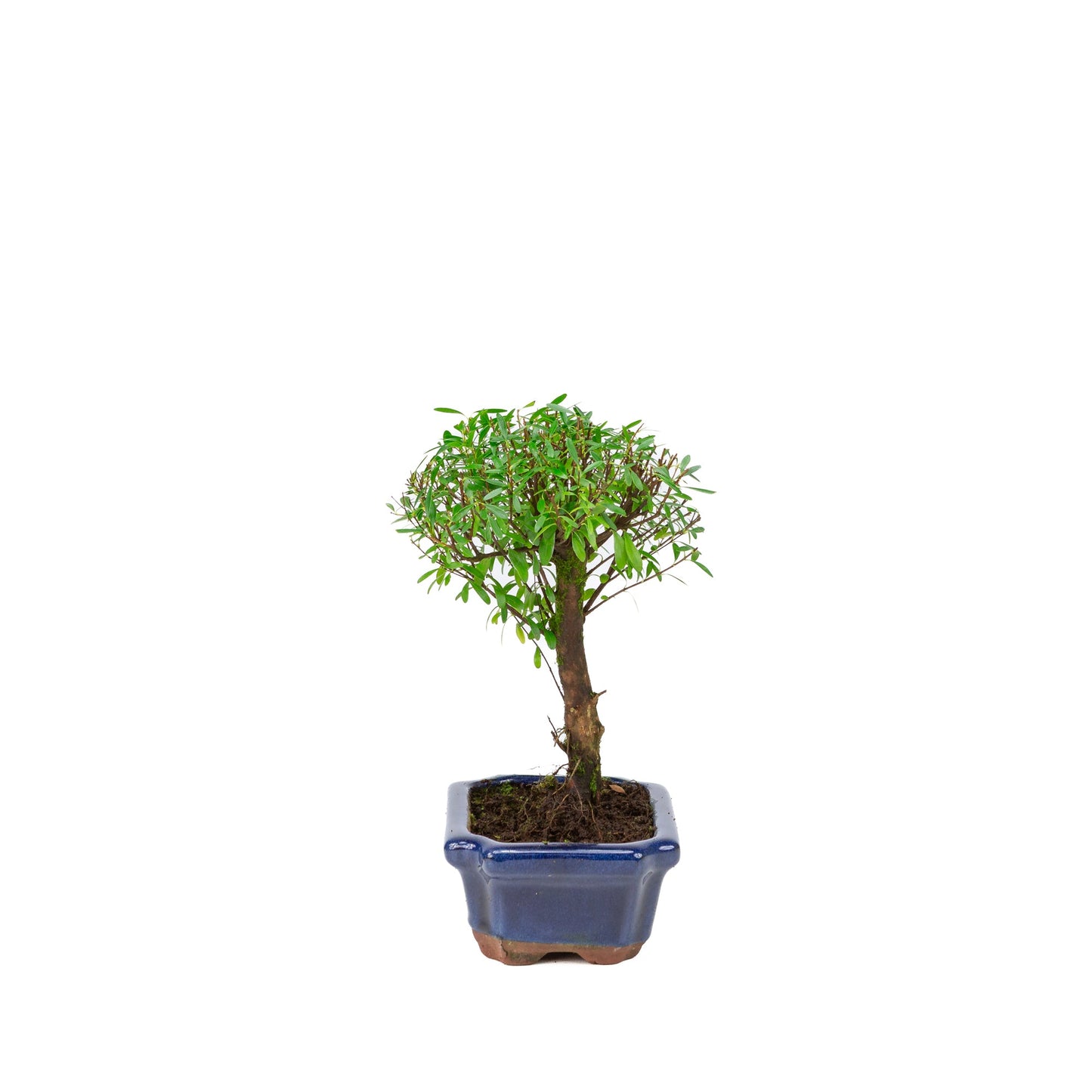 Syzygium buxifolium blauwe pot 15 cm, hoogte ~25cm