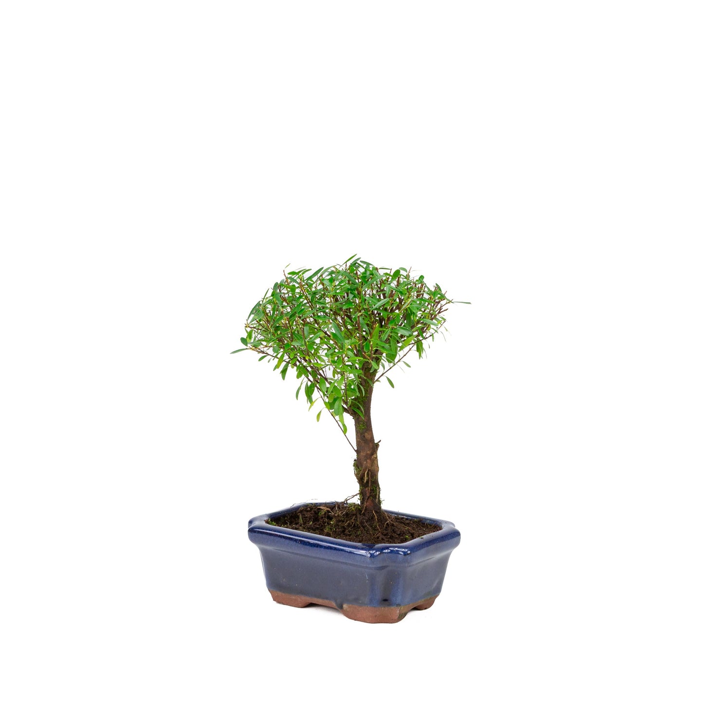 Syzygium buxifolium blauwe pot 15 cm, hoogte ~25cm