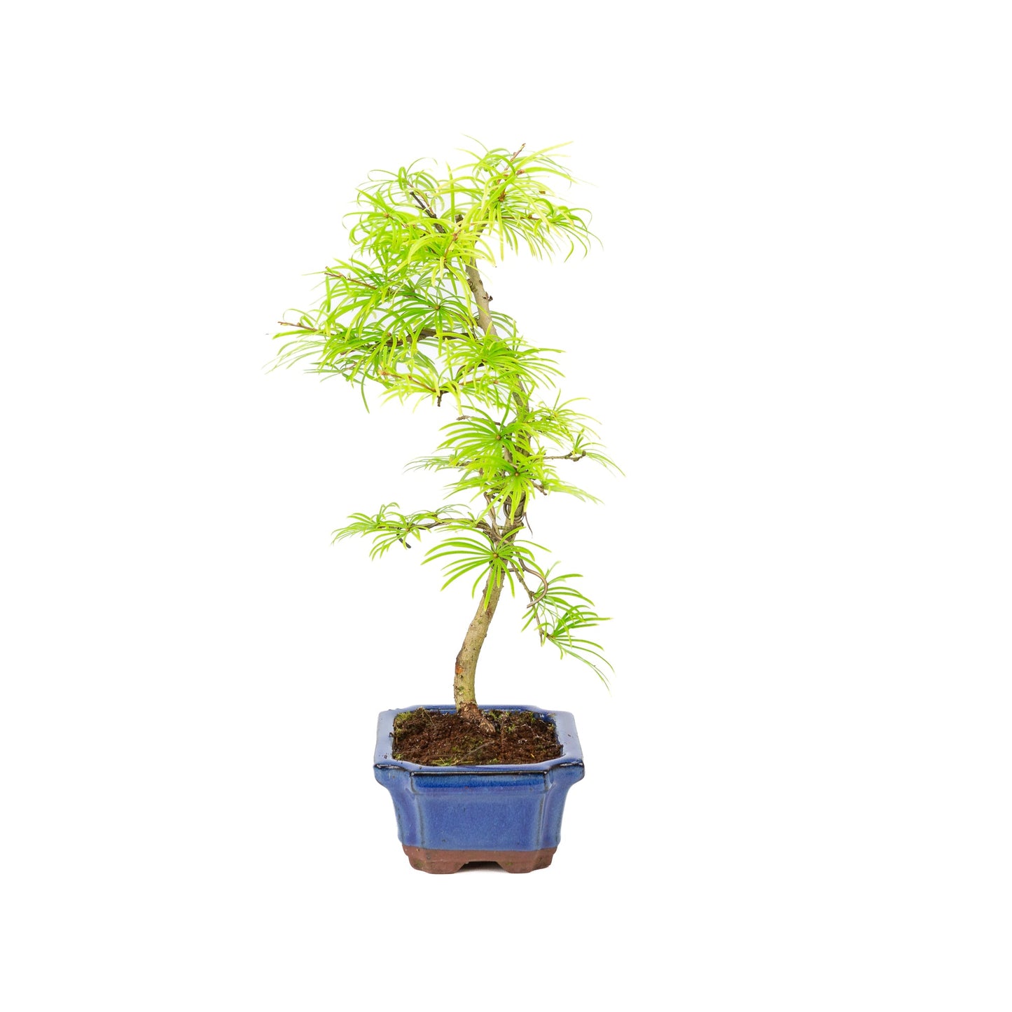 Pseudolarix shape blauwe rechthoekige pot 15cm, hoogte ~35cm