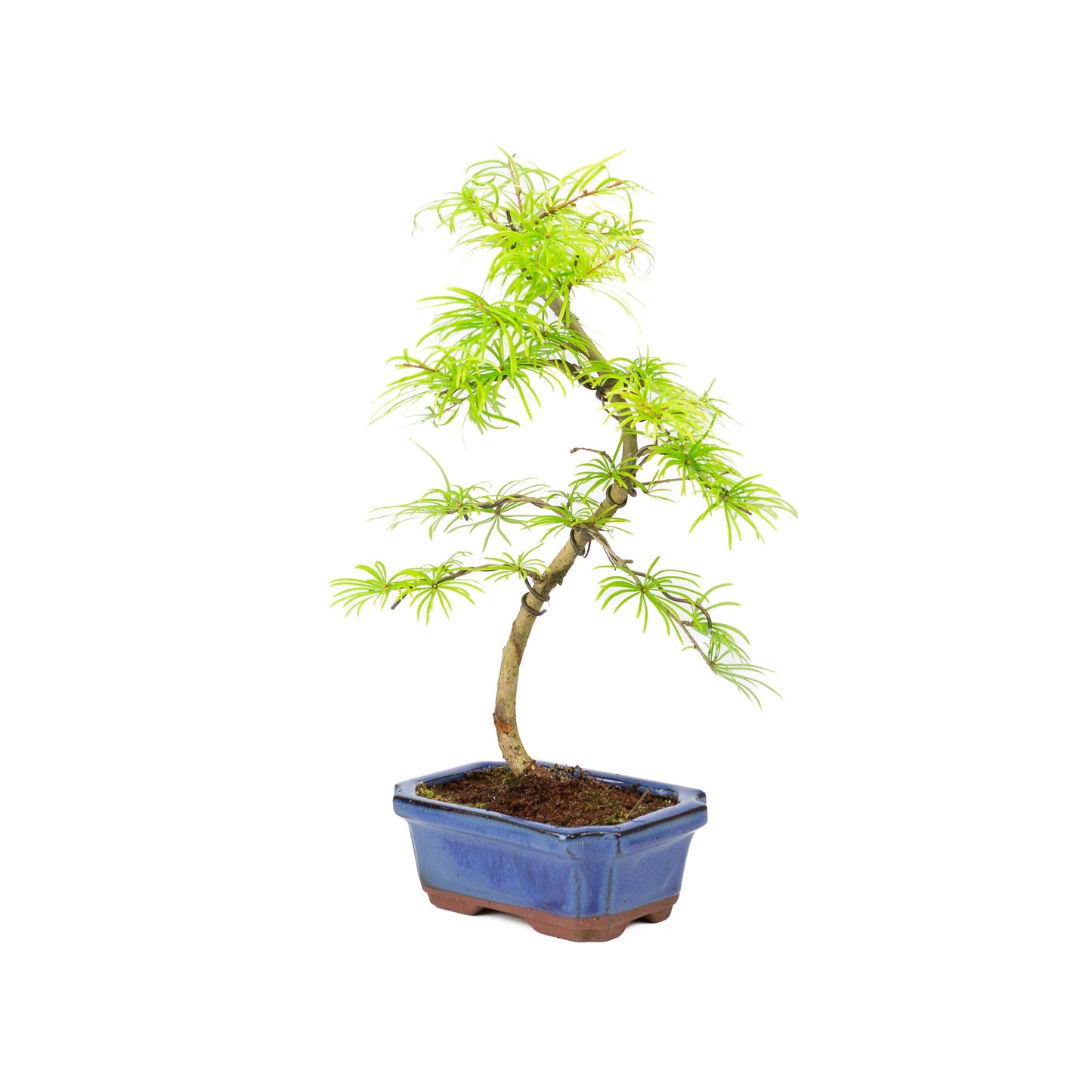 Pseudolarix shape blauwe rechthoekige pot 15cm, hoogte ~35cm