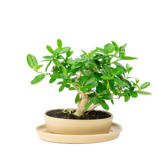 Binnen Bonsai Premna creme ovale pot 22cm, hoogte ~28cm