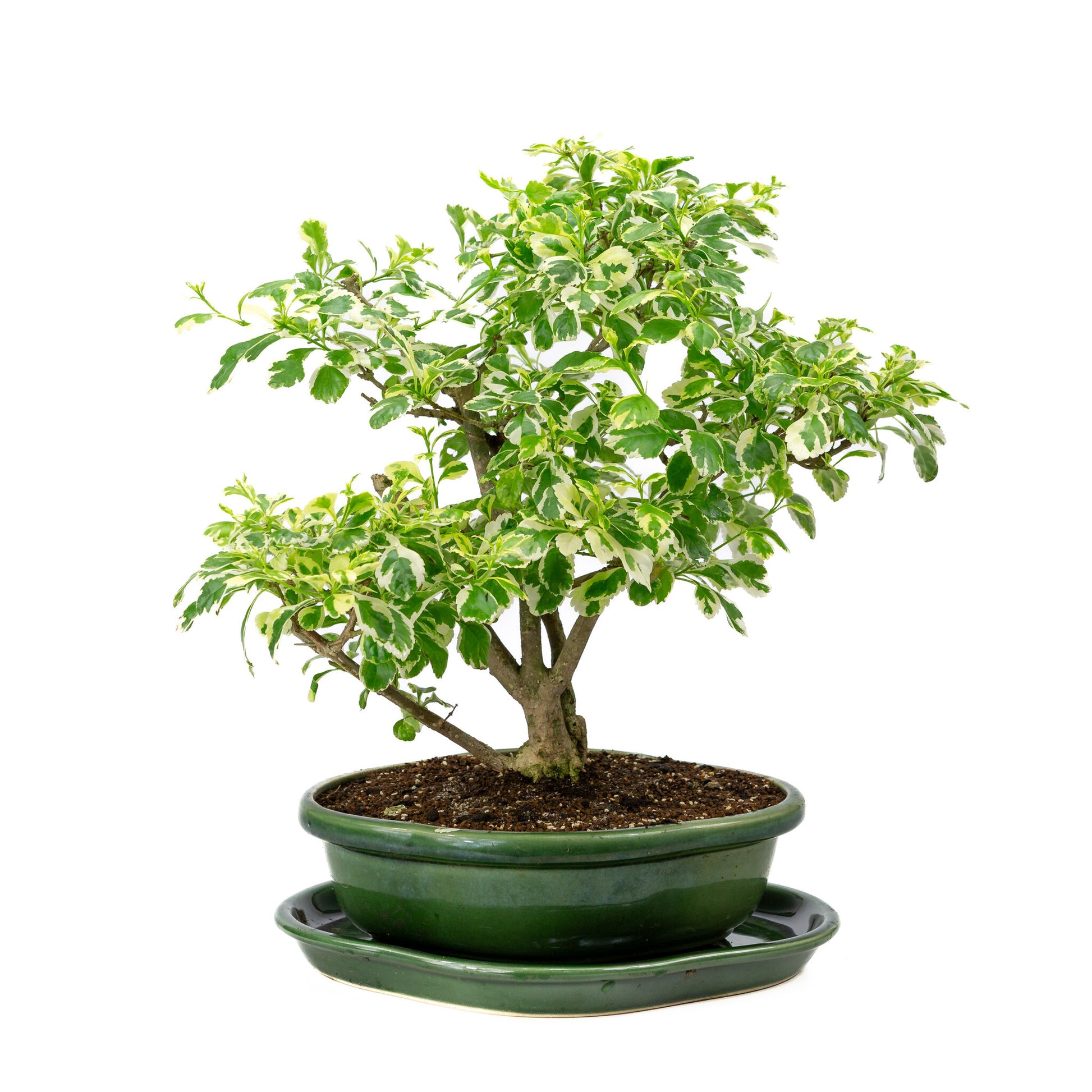 Binnen Bonsai Durantha repens variegata groene Mokko pot 26cm, hoogte ~40cm 