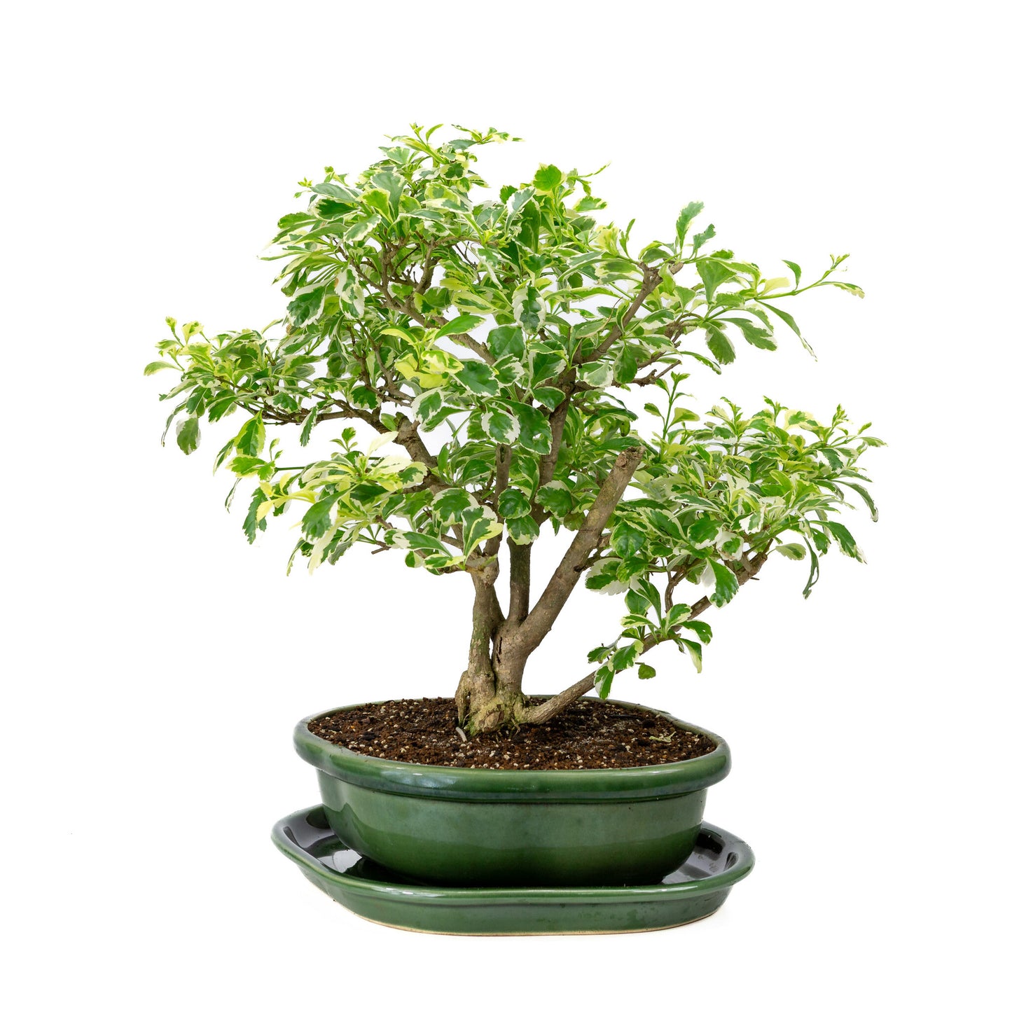 Binnen Bonsai Durantha repens variegata groene Mokko pot 26cm, hoogte ~40cm 