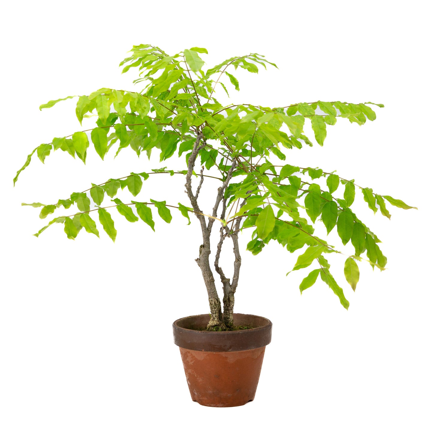 Buiten Bonsai Wisteria floribunda terracotta pot 12cm, hoogte ~44cm 