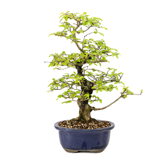 Buiten Bonsai Carpinus turczaninowii blauwe Mokko pot 20cm, hoogte ~48cm