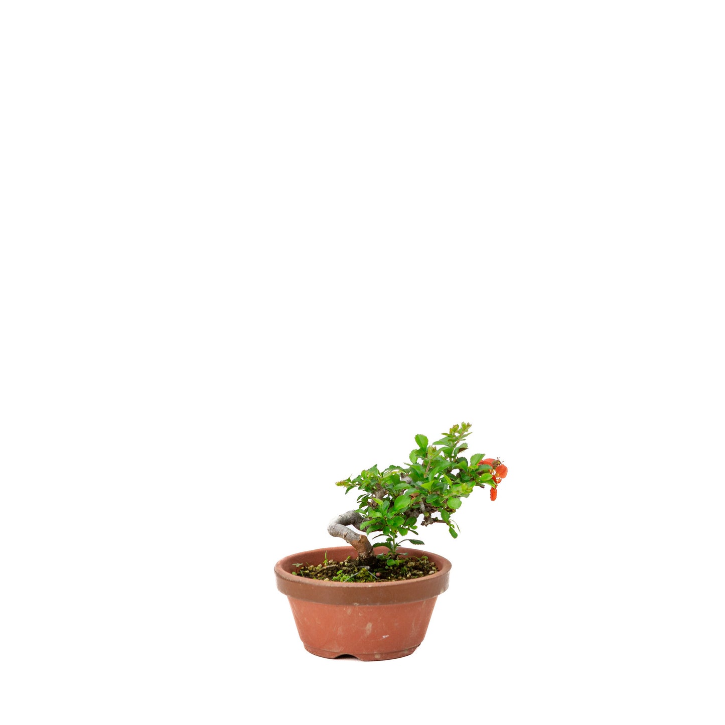 Buiten Shohin Bonsai Chaenomeles speciosa terracotta ronde pot 11cm, hoogte ~12cm