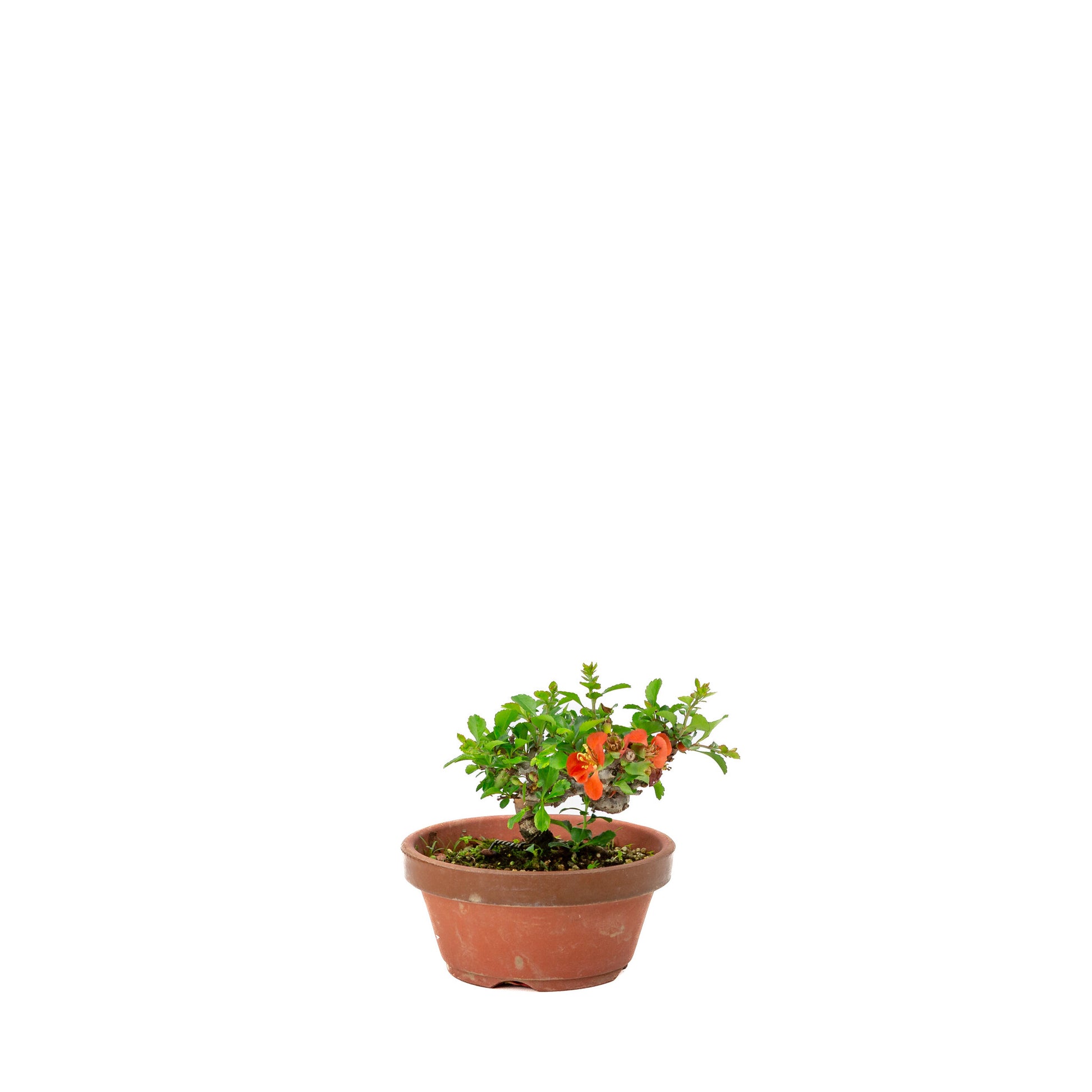Buiten Shohin Bonsai Chaenomeles speciosa terracotta ronde pot 11cm, hoogte ~12cm
