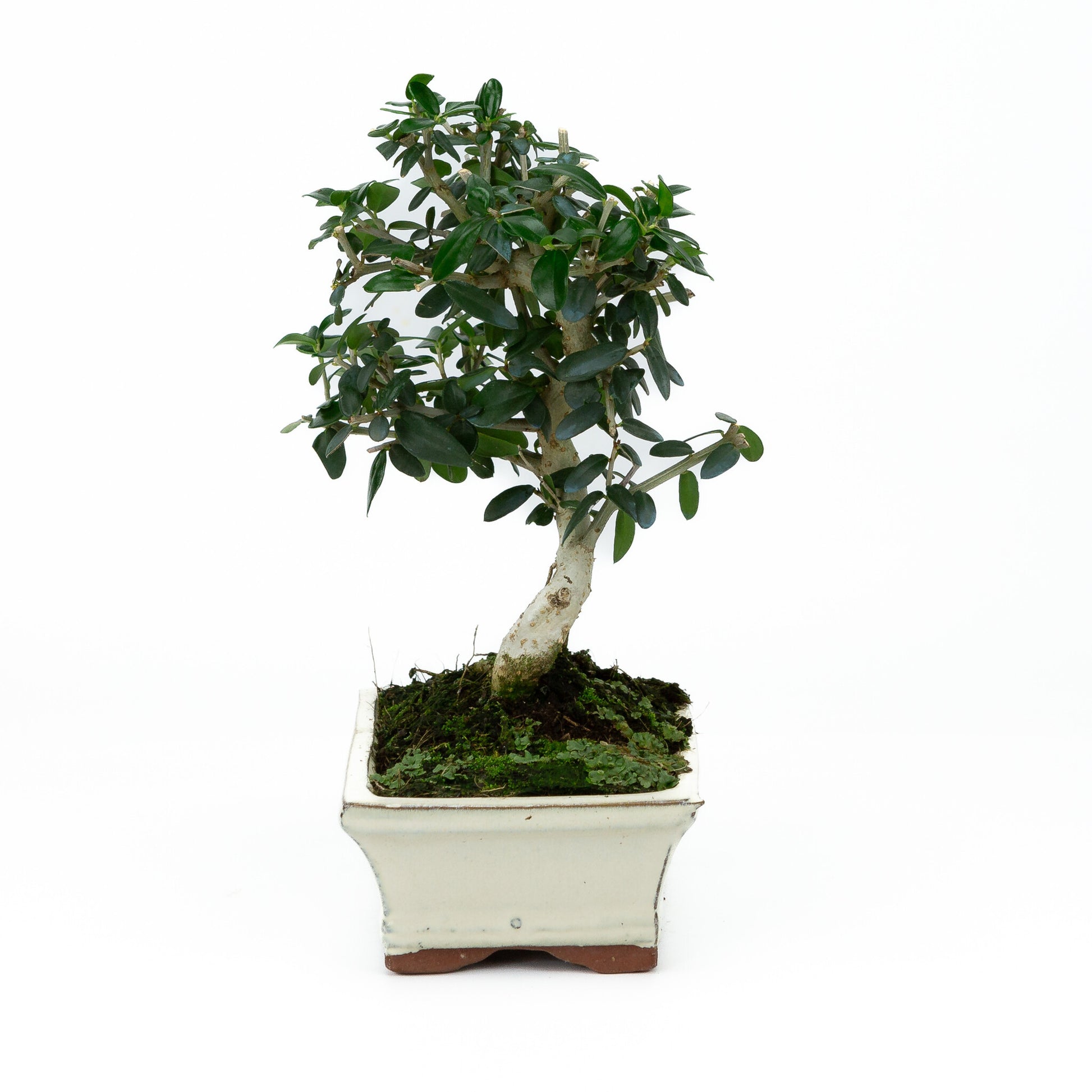 Buiten Bonsai Olea sylvestris creme rechthoekige pot 15cm, hoogte ~28cm