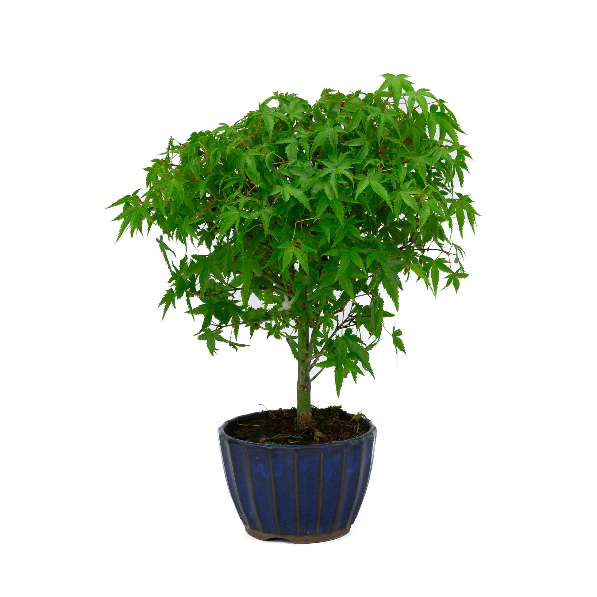 Buiten Bonsai Acer palmatum 'Kiyohime' blauwe ronde pot 10cm, hoogte ~26cm