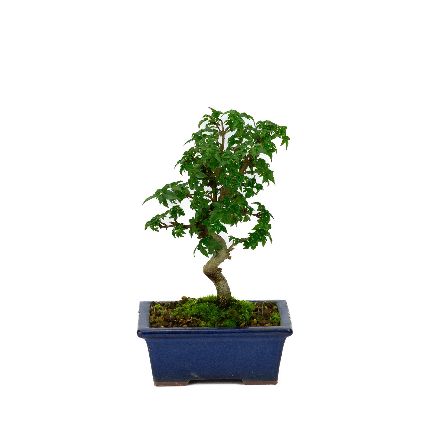 Buiten Shohin Bonsai Acer buergerianum blauwe rechthoekige pot 13cm, hoogte ~24cm