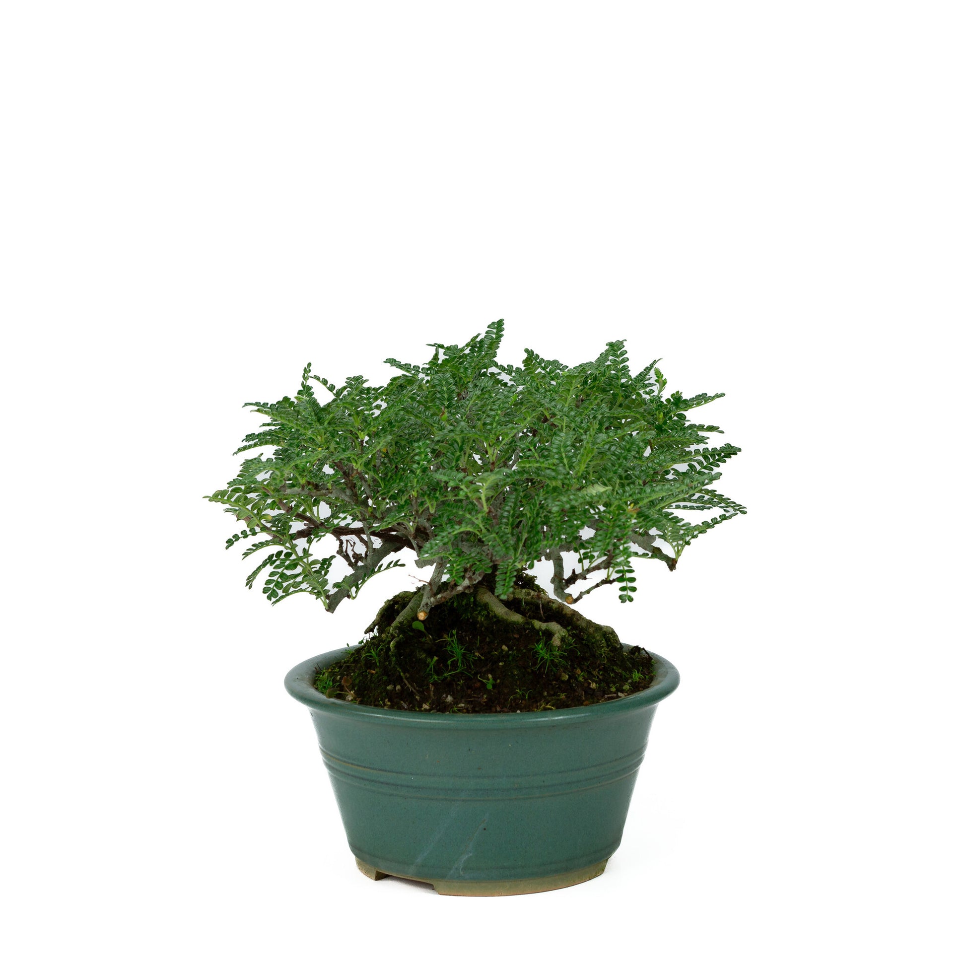 Buiten Bonsai Osteomeles anthyllidifolia gele ronde pot 22cm, hoogte ~26cm